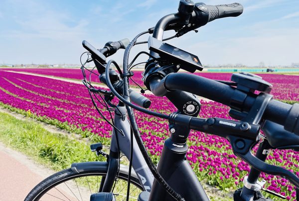 Twee fietsen in een bloemenveld bol paarse tulpen - bedrijfsuitje lente - Bike Mobile