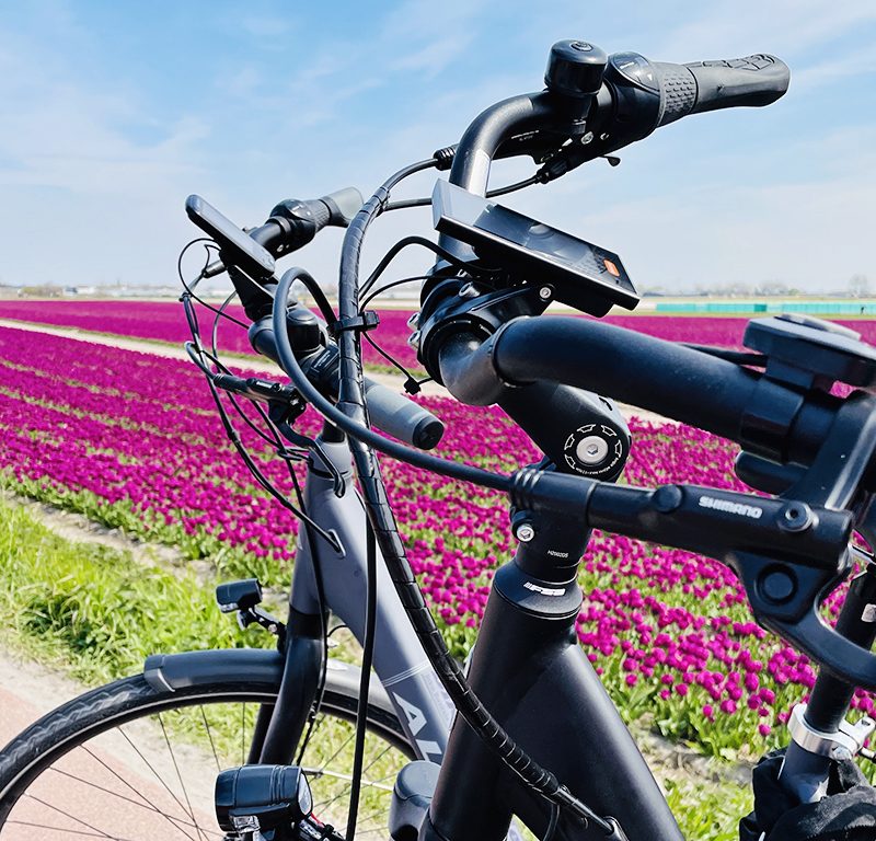 Twee fietsen in een bloemenveld bol paarse tulpen - bedrijfsuitje lente - Bike Mobile