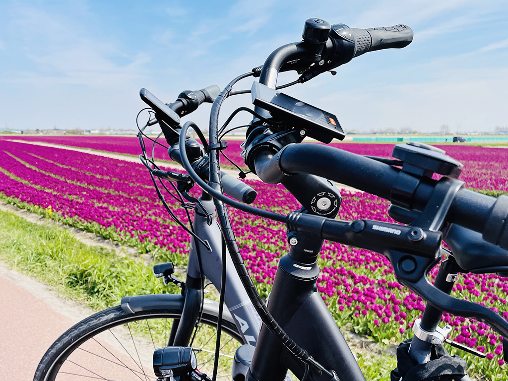 Twee-fietsen-in-een-bloemenveld-bol-paarse-tulpen-fietsen verhuren - Bike Mobile