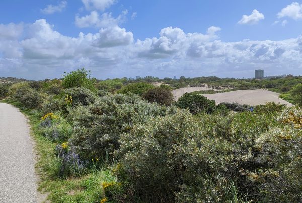 fietsers door de duinen van Zuid-Holland langs de kustlijn
