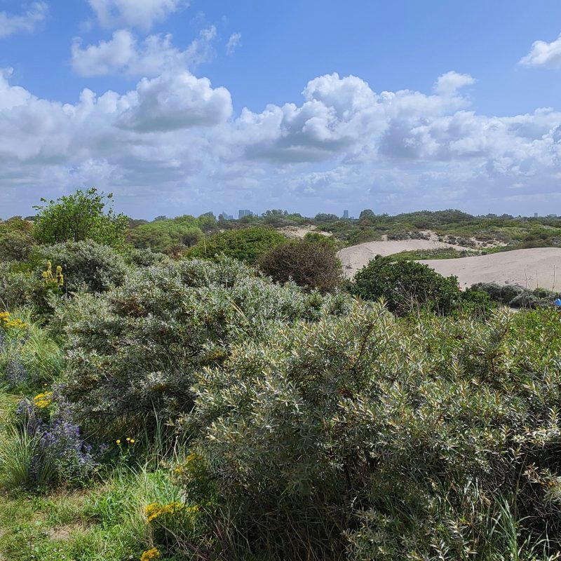 fietsers door de duinen van Zuid-Holland langs de kustlijn